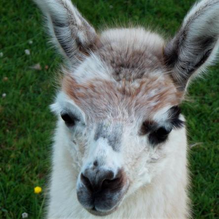llama for sale