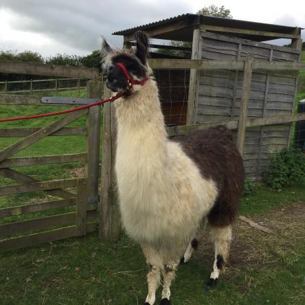 trekking llama