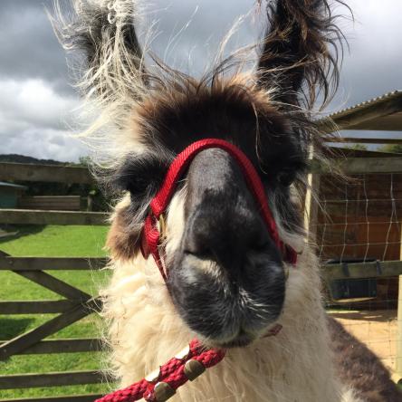 trekking llama