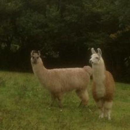 trekking llama