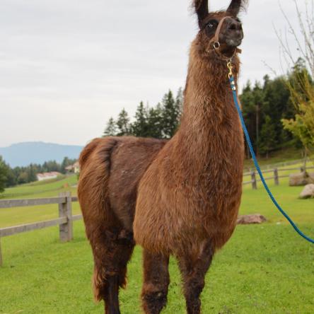 Aluna de Santa Elena female llama