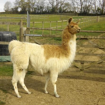 female llama for sale