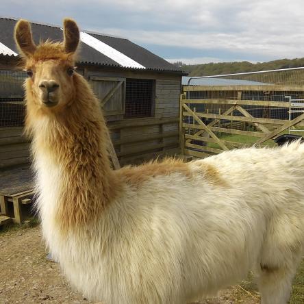 female llama