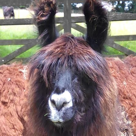 female llama