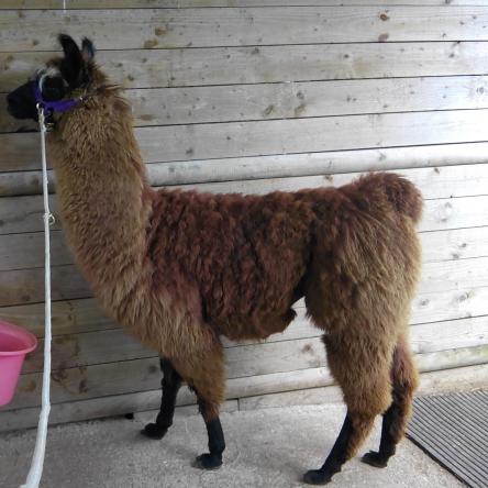 male llama