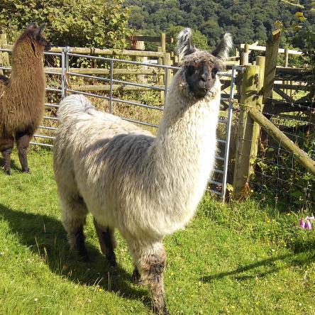 llama