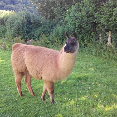 llama