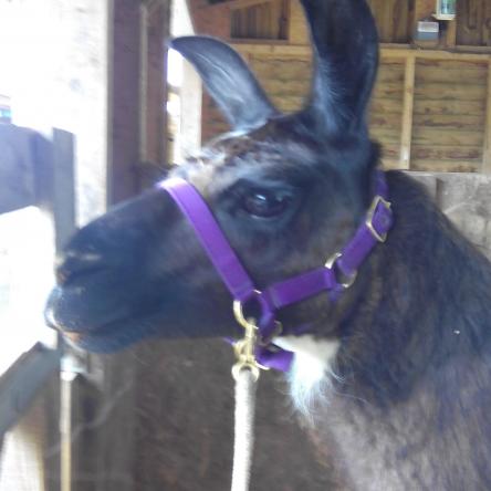 female llama for sale