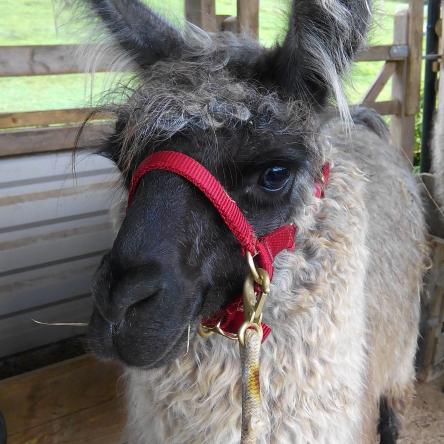 llama