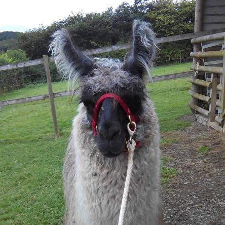 llama for sale