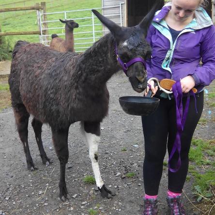 female llama with cria