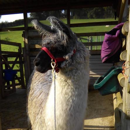 llama for sale