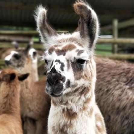 llama cria