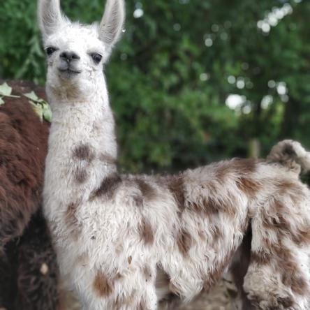 llama for sale