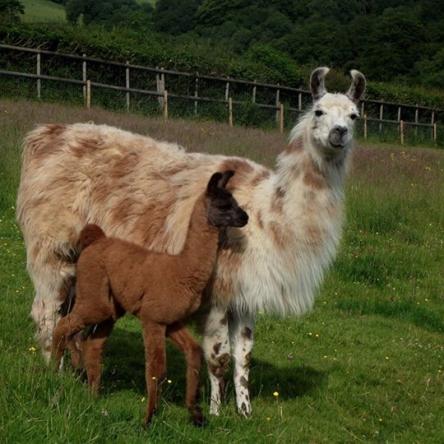 female llama and cria