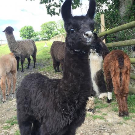 llama for sale