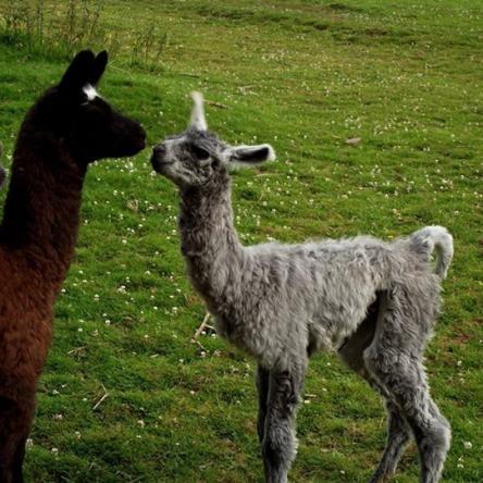 llama for sale