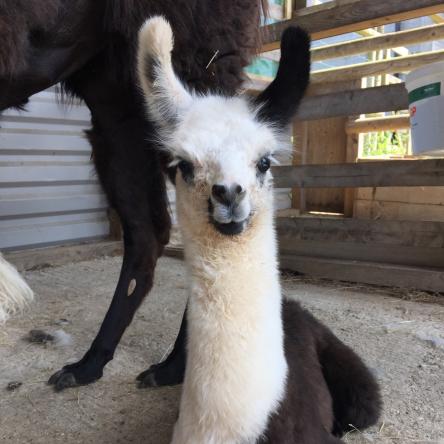 llama for sale