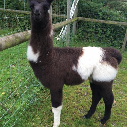 Pippa llama for sale