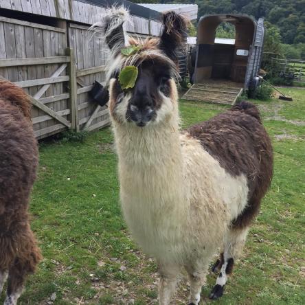 trekking llama