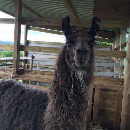 llama
