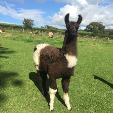 Pippa llama cria for sale