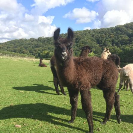Llamas for sale