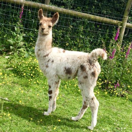 female cria