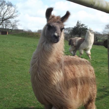 llama herd sire
