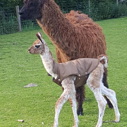 llama cria