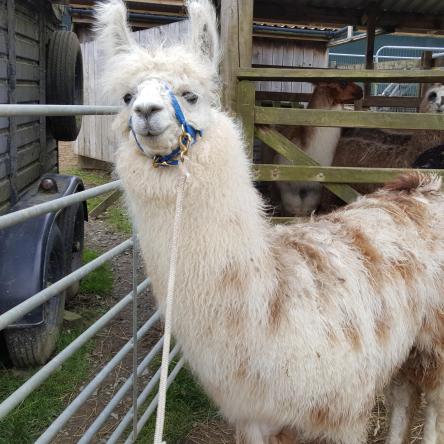 halter training llamas