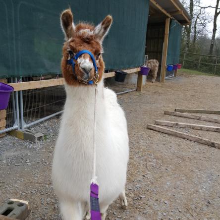 llama for sale 