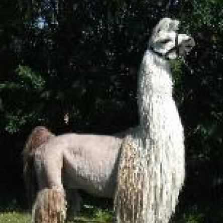 suri llama