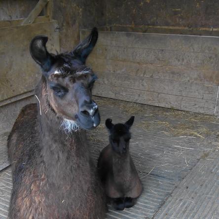 female llama and cria
