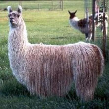 suri llama