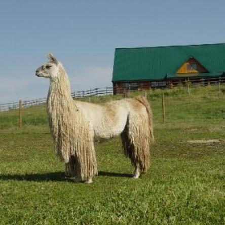suri llama