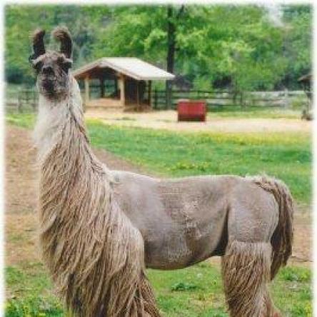 suri llama