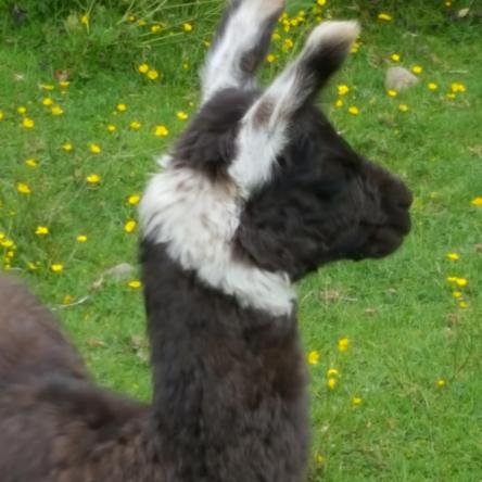 llama cria