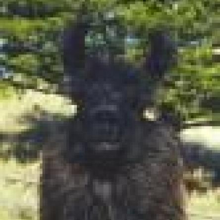 Kobra argentine llama