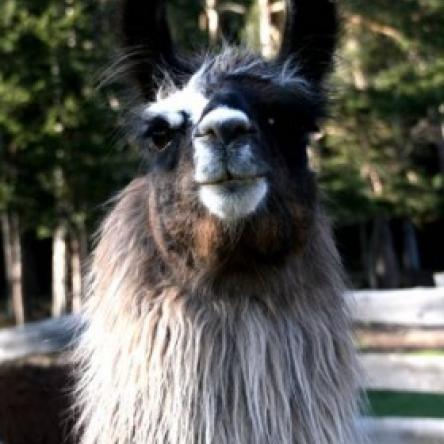 female llama 