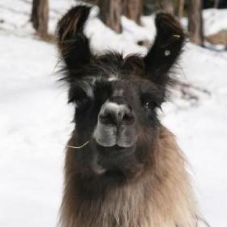llama