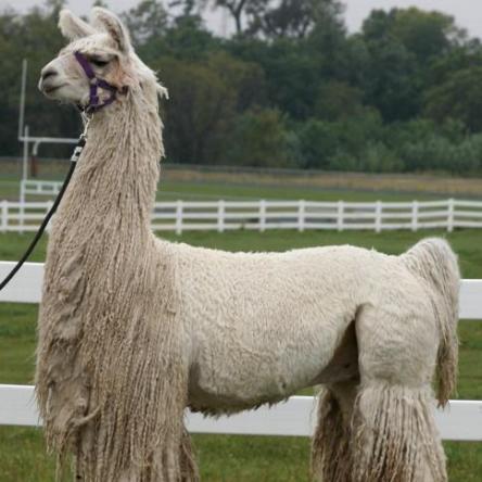 suri llama