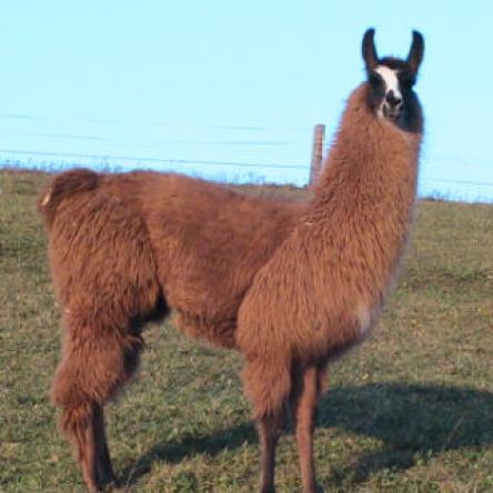 stud male llama