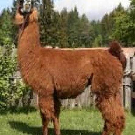 female llama