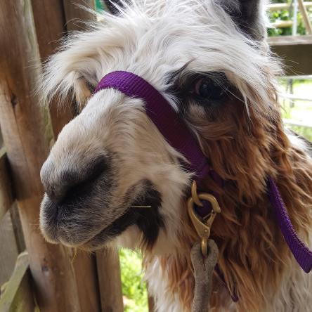suri llama