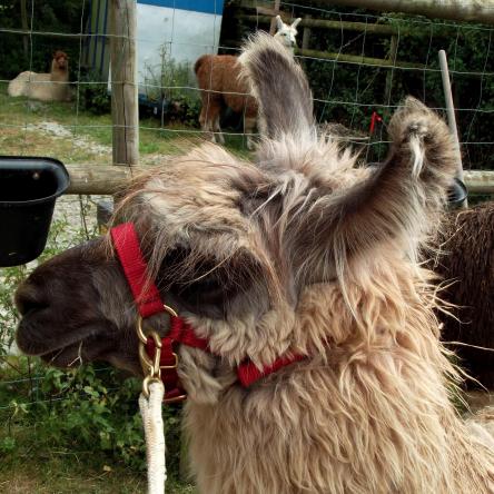trekking llama