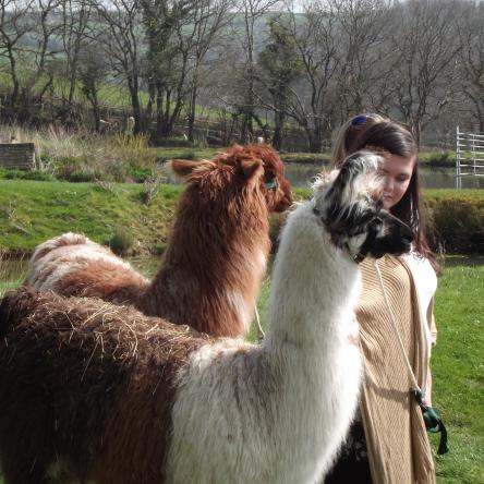 trekking llama