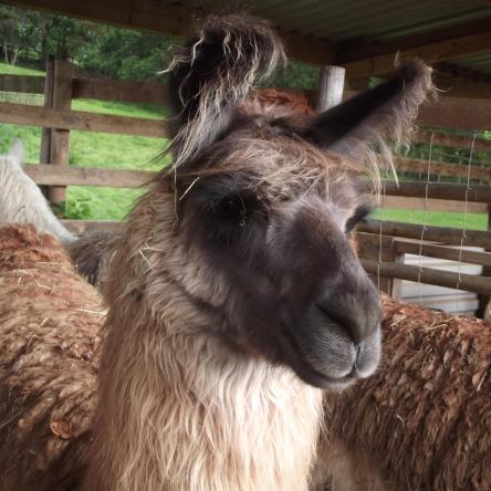 trekking llama