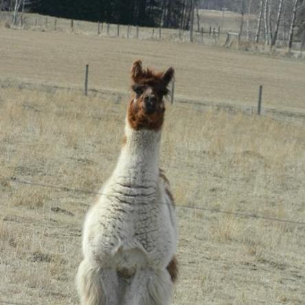 argentine llama
