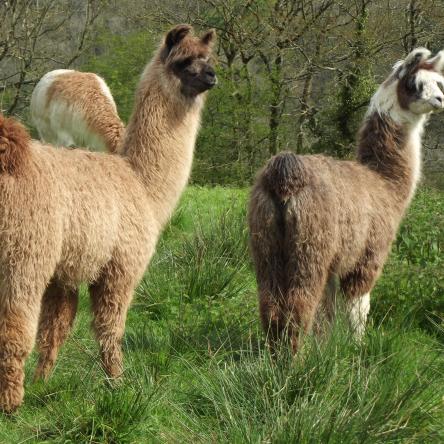 llama trekking